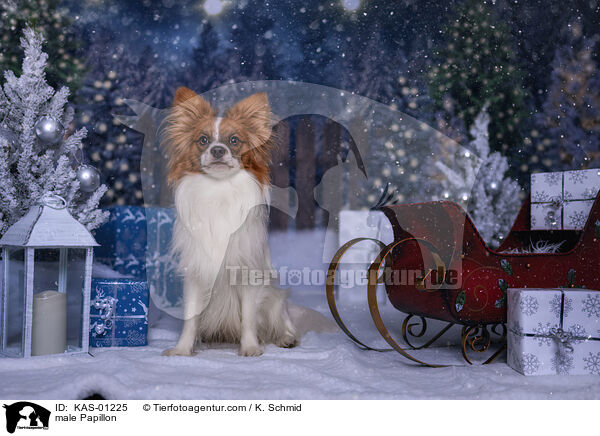 Papillon Rde / male Papillon / KAS-01225