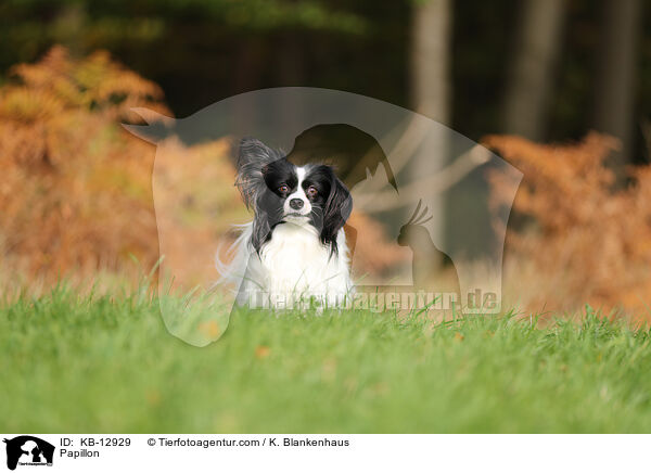 Papillon / KB-12929