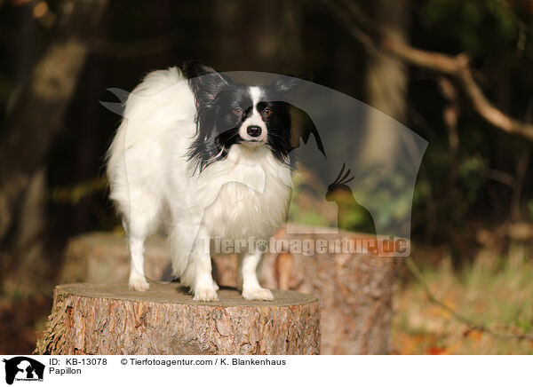 Papillon / KB-13078