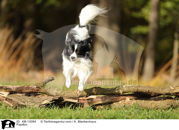 Papillon / KB-13084