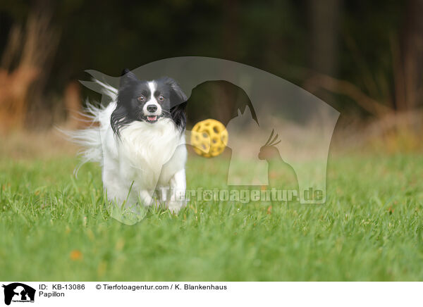 Papillon / KB-13086
