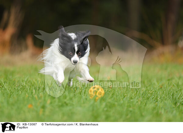 Papillon / KB-13087