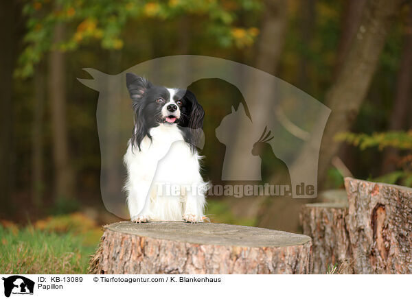 Papillon / KB-13089