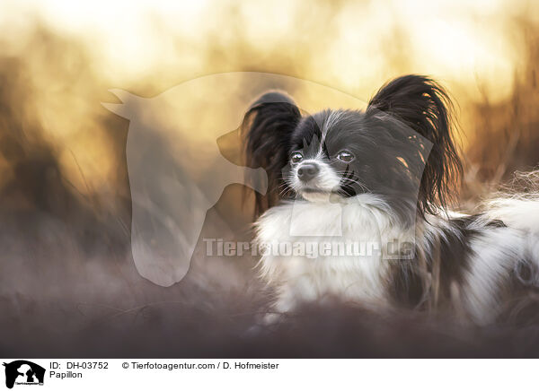 Papillon / Papillon / DH-03752