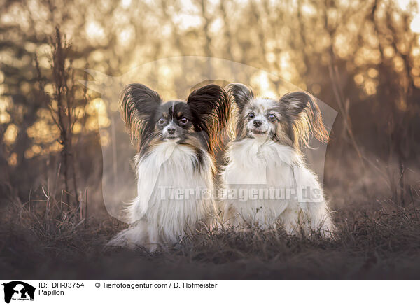 Papillon / Papillon / DH-03754
