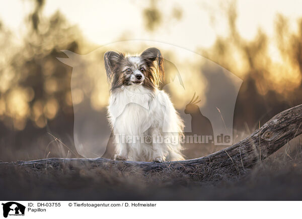 Papillon / DH-03755