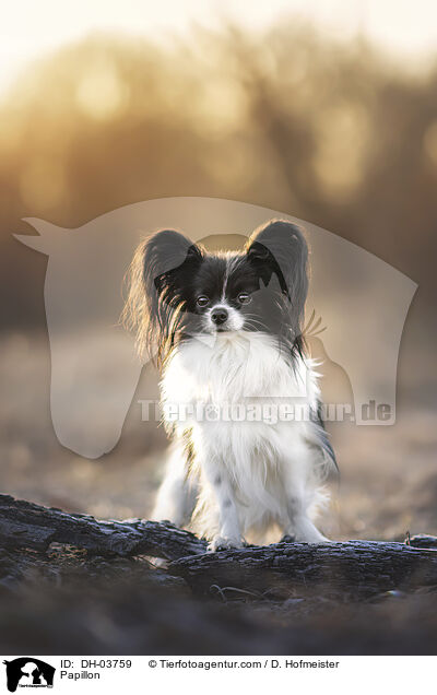 Papillon / DH-03759