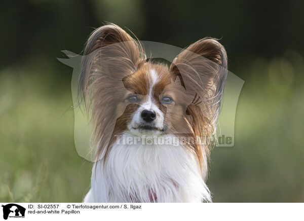 rot-weier Papillon / red-and-white Papillon / SI-02557