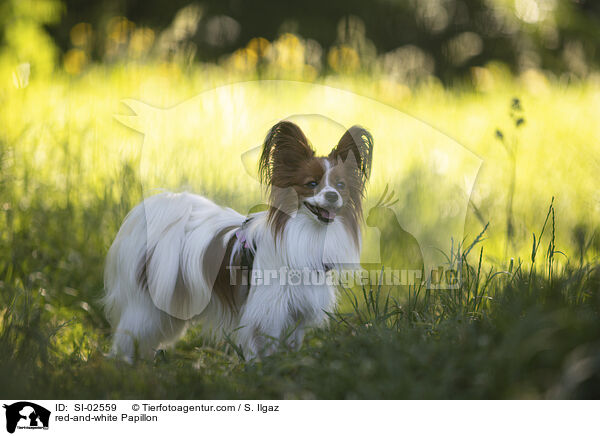 rot-weier Papillon / red-and-white Papillon / SI-02559