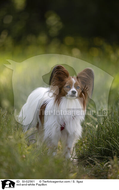 rot-weier Papillon / red-and-white Papillon / SI-02561