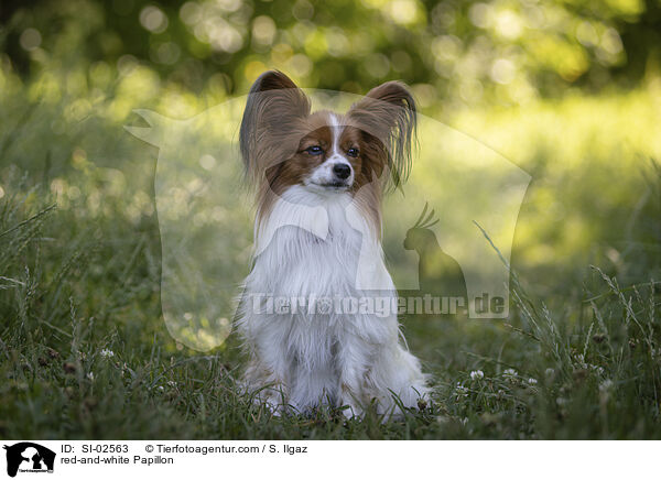 rot-weier Papillon / red-and-white Papillon / SI-02563