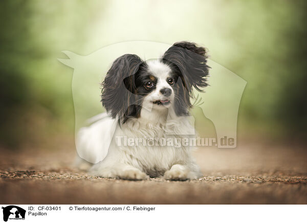 Papillon / Papillon / CF-03401