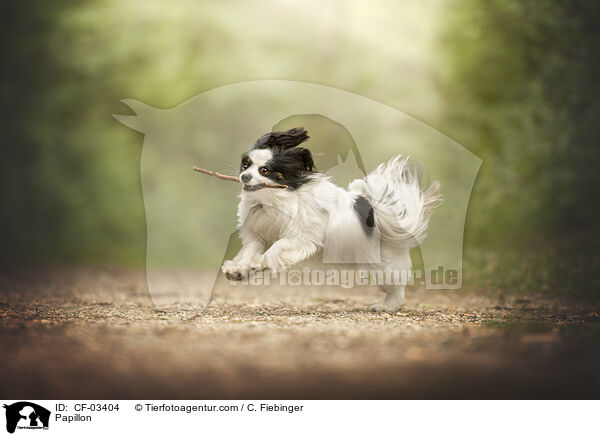 Papillon / Papillon / CF-03404