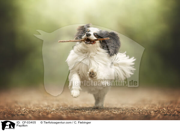 Papillon / Papillon / CF-03405
