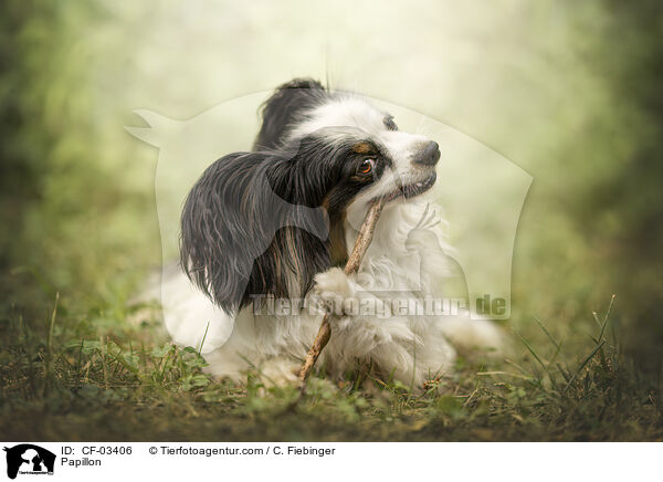 Papillon / Papillon / CF-03406