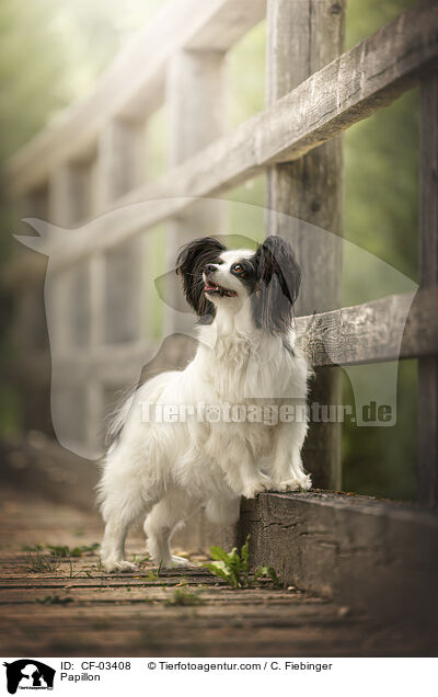 Papillon / Papillon / CF-03408