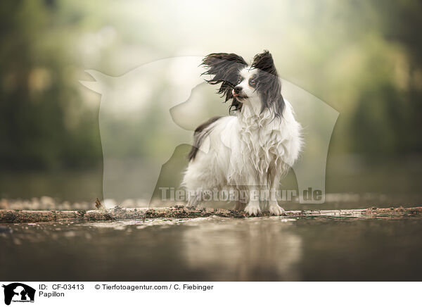 Papillon / Papillon / CF-03413
