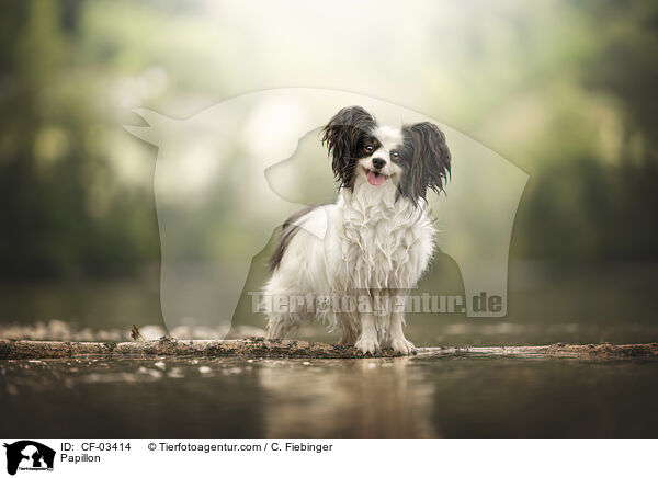 Papillon / Papillon / CF-03414