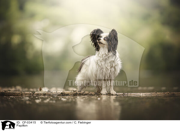Papillon / Papillon / CF-03415