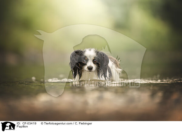 Papillon / Papillon / CF-03419