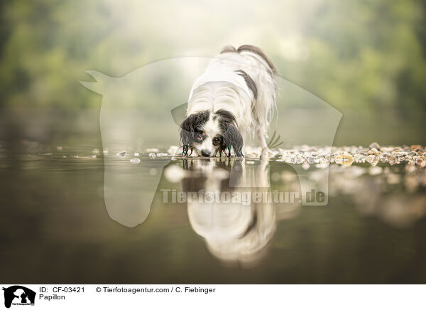 Papillon / Papillon / CF-03421