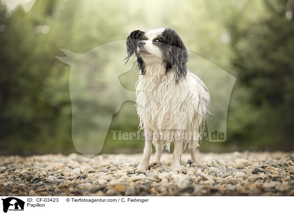 Papillon / Papillon / CF-03423