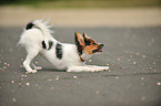 young Papillon
