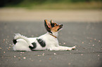 young Papillon