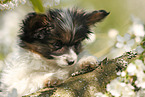 Papillon puppy