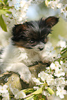 Papillon puppy