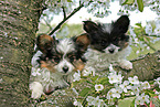 Papillon puppies