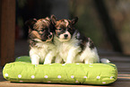 Papillon Puppys