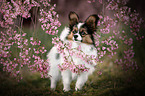 Papillon between blossoms