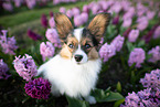 young Papillon