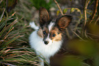 young Papillon