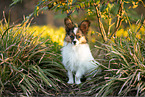 young Papillon