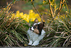 young Papillon