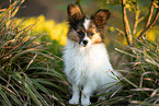 young Papillon