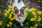 young Papillon