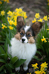 young Papillon