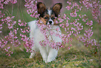 young Papillon