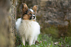 young Papillon
