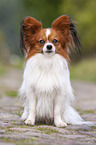 sitting Papillon