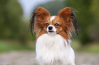 Papillon Portrait