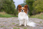 sitting Papillon