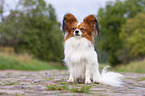 sitting Papillon