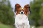 Papillon Portrait