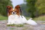 lying Papillon