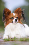 lying Papillon
