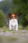 sitting Papillon